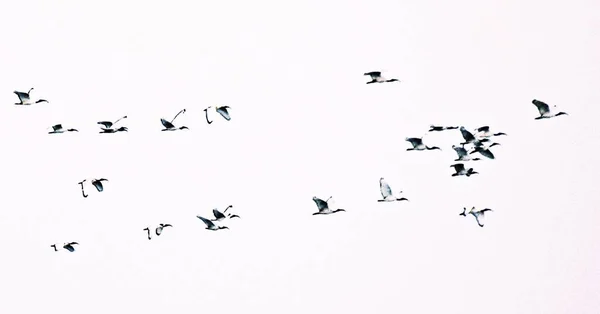 Close Flock African Sacred Ibis Sky Mixed Media — 图库照片