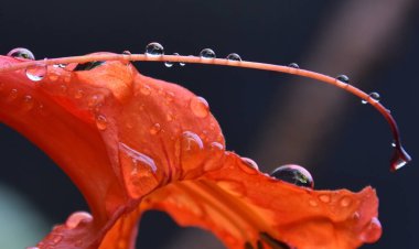 Close up of a cape honeysuckle bush blossom with rain drops