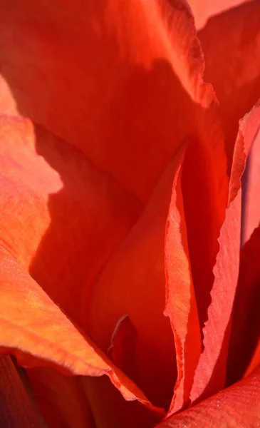 Close Red Canna Lily Blossom Sunlight — ストック写真