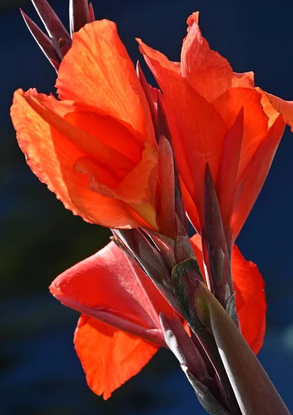 Close Red Canna Lily Blossom Sunlight — Stock fotografie