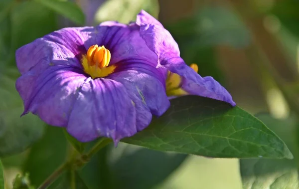 Close Purple Blue Potato Bush Blossom — Fotografia de Stock