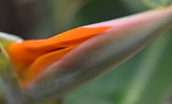 Close Bird Paradise Flower — Fotografia de Stock