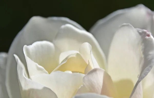 Close Van Een Mooie Witte Roos Rechtenvrije Stockafbeeldingen