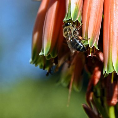 Close up of an orange red aloe blossom with a bee