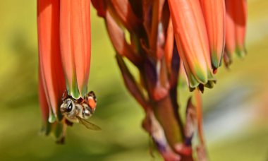 Close up of an orange red aloe blossom with a bee