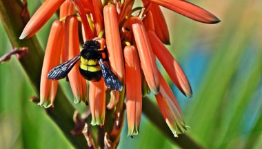 Close up of a Carpenter Bee on an Aloe flower