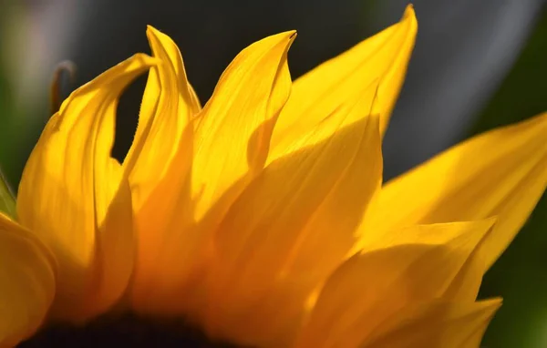 Close Sunflower Sunlight — Fotografia de Stock