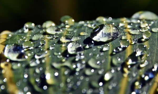 Close Rain Drops Canna Lily Leaf — Photo