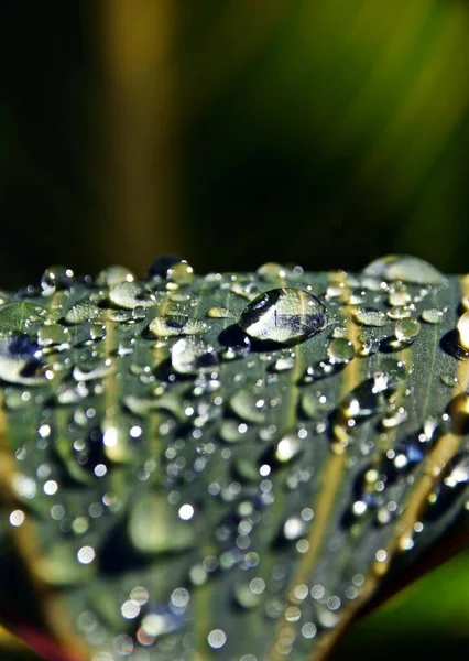 Close Rain Drops Canna Lily Leaf — Stock Photo, Image