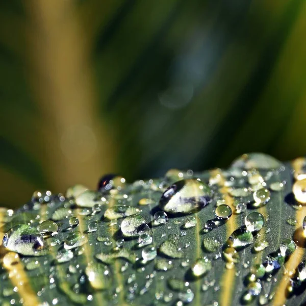 Close Rain Drops Canna Lily Leaf — 图库照片