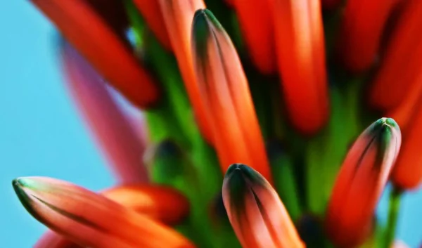 Close Orange Red Aloe Blossom — 图库照片