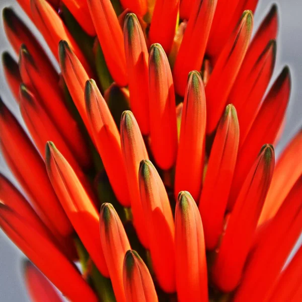 Close Orange Red Aloe Blossom — Zdjęcie stockowe