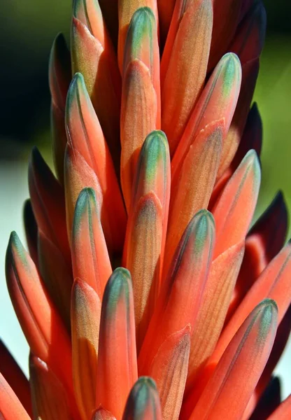 Close Orange Red Aloe Blossom — Stock Photo, Image