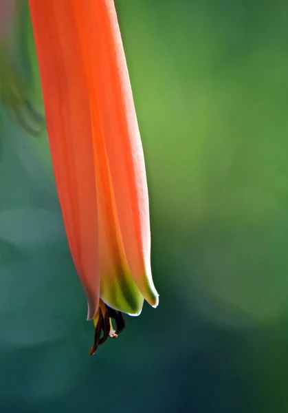 Close Orange Red Aloe Blossom — Fotografia de Stock