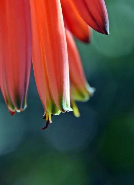 Close Orange Red Aloe Blossom — 스톡 사진