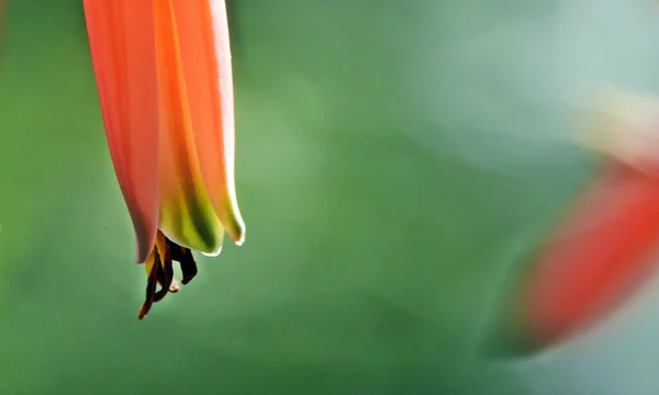 Close Orange Red Aloe Blossom — Stok fotoğraf
