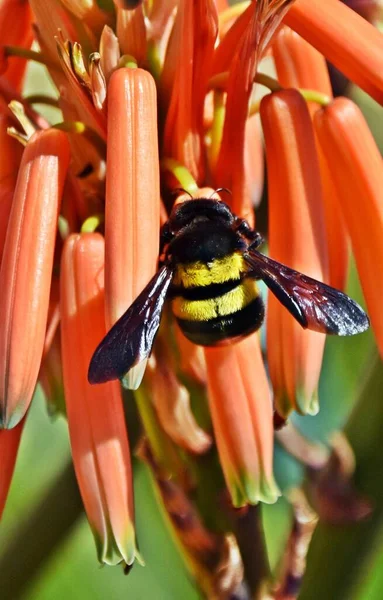 Close Carpenter Bee Aloe Flower — Stockfoto