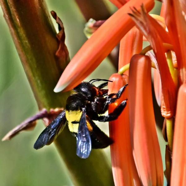 Close Carpenter Bee Aloe Flower — Stockfoto