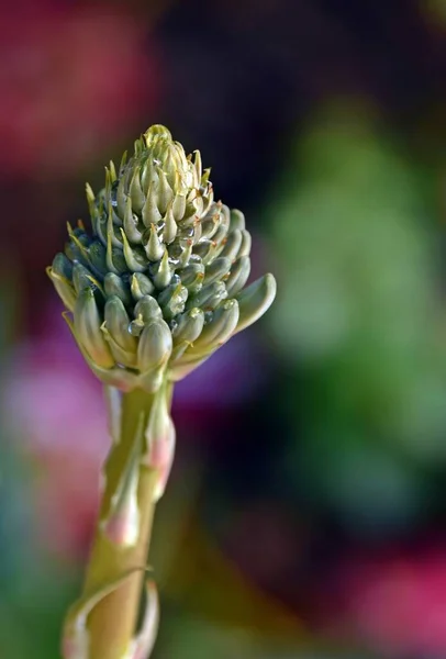 Close Aloe Blossom Bud — Fotografia de Stock