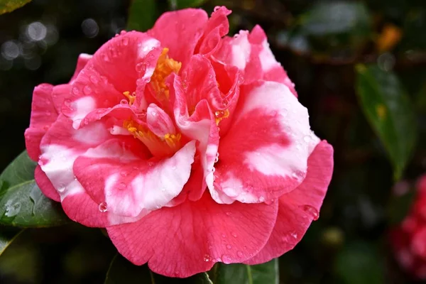 Κοντινό Πλάνο Ενός Όμορφου Άνθους Camellia Japonica — Φωτογραφία Αρχείου