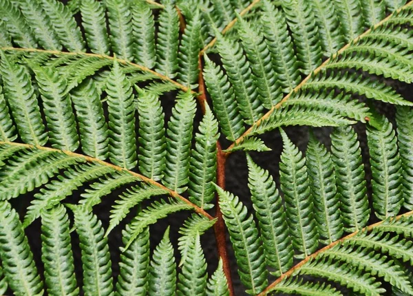 Close Green Tree Fern Leaves — 图库照片