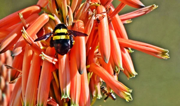 Close Carpenter Bee Aloe Flower Fotografia De Stock