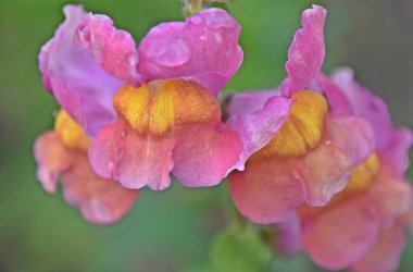 close up of a pink snapdragon blossom