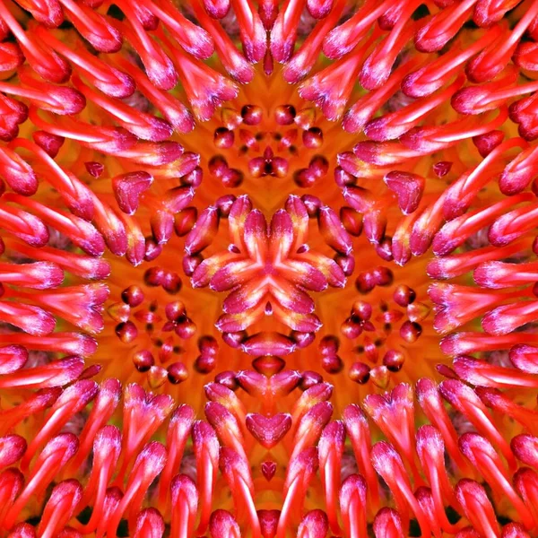 Decorative Floral Digital Kaleidoscope Pattern — Stock Photo, Image