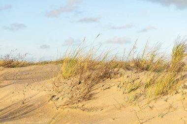 hot summer day , clouds in the blue sky, grass in the sand, dunes