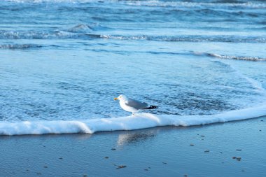 seagull on the seashore, waves, looking for food, North Sea