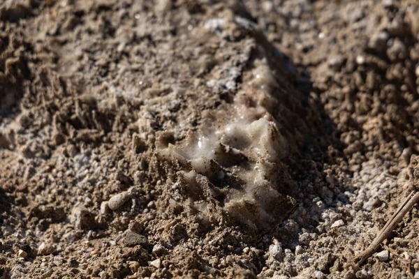 The salty shore of Dead Sea, salt crystals, salt bottom, Dead Sea Mud, there is no life , impossible to drown