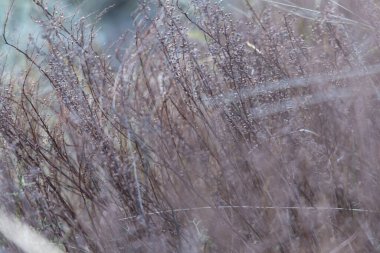  close up image of grass in a field