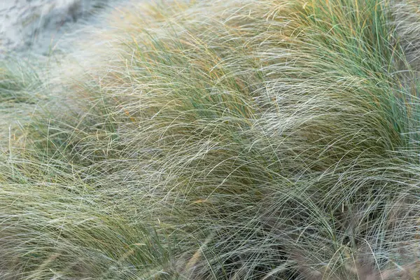  close up image of grass in a field