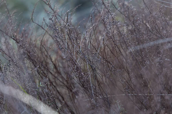  close up image of grass in a field