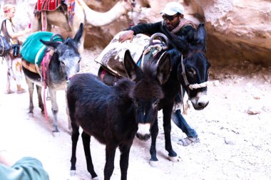 Eşek, Ürdün 'de turistler ve Bedeviler için çok popüler bir taşımacıdır.