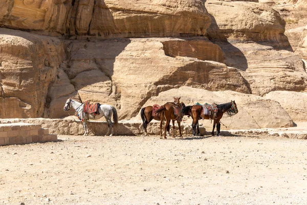 Los Burros Son Transporte Muy Popular Jordania — Foto de Stock