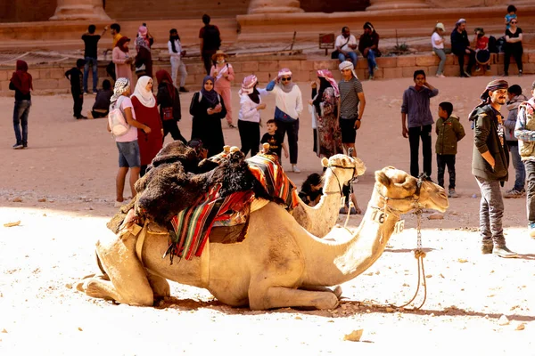 Cammelli Sono Trasporti Popolari Giordania Petra Turisti Beduini — Foto Stock