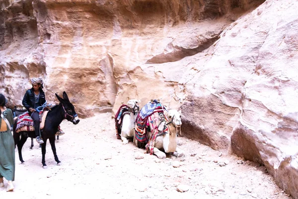 Kamelen Zijn Zeer Populair Vervoer Jordanië Petra Voor Toeristen Bedoeïenen — Stockfoto