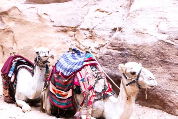 Los Camellos Son Transporte Muy Popular Jordania Petra Para Los — Foto de Stock