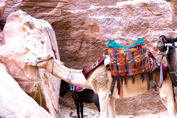 Les Chameaux Sont Transport Très Populaire Jordanie Petra Pour Les — Photo