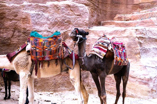 Los Camellos Son Transporte Muy Popular Jordania Petra Para Los — Foto de Stock