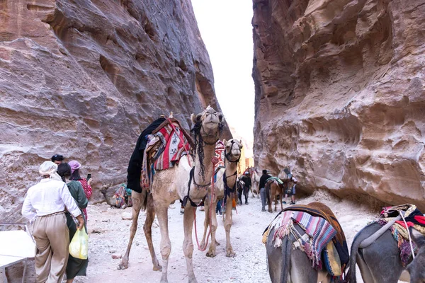 Cammelli Sono Trasporti Molto Popolari Giordania Petra Turisti Beduini — Foto Stock
