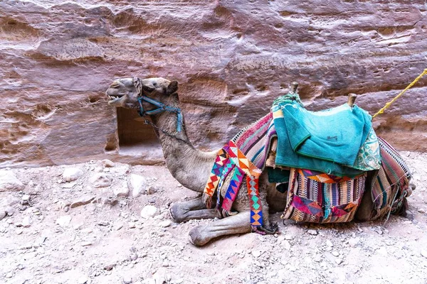 Cammelli Sono Trasporti Molto Popolari Giordania Petra Turisti Beduini — Foto Stock