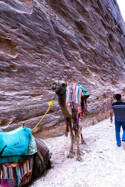 Los Camellos Son Transporte Muy Popular Jordania Petra Para Los — Foto de Stock