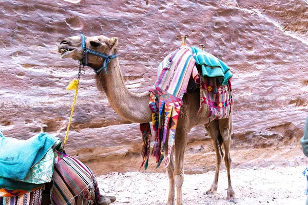 Cammelli Sono Trasporti Molto Popolari Giordania Petra Turisti Beduini — Foto Stock