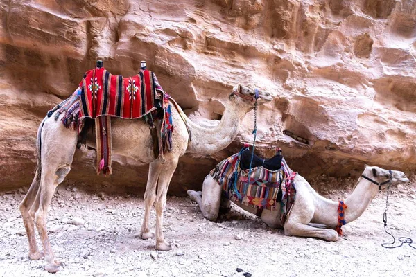 Cammelli Sono Trasporti Molto Popolari Giordania Petra Turisti Beduini — Foto Stock