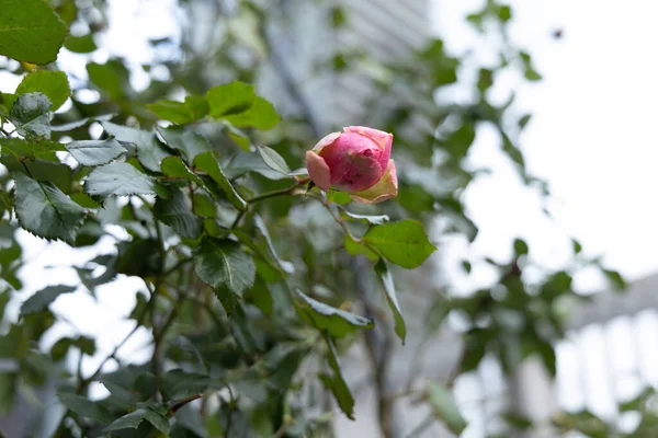 Image Rose Dans Jardin Début Printemps — Photo