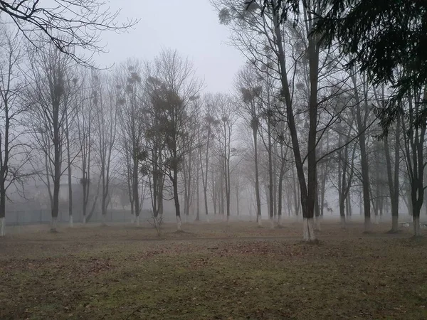 Parco Cittadino Una Giornata Nuvolosa Con Nebbia — Foto Stock