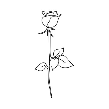 Hand drawn rose, line art. One line drawing. Garden rose with leaves.  Hand drawn sketch. Vector illustration. 