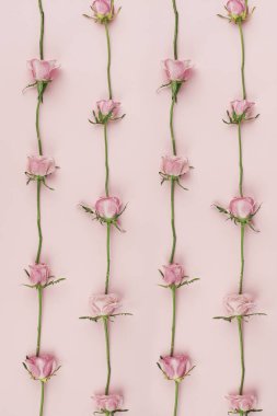 Küçük çiçekli pembe güller. Yumuşak ışıkta basit düz tekrar.